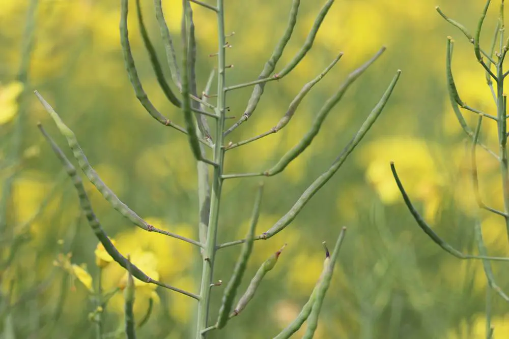 ¿Cuándo florece la colza? Información sobre el tiempo de floración