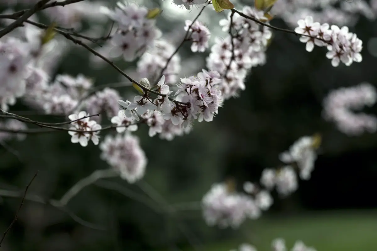 Árboles aptos para las abejas: nuestro top 12 para el jardín