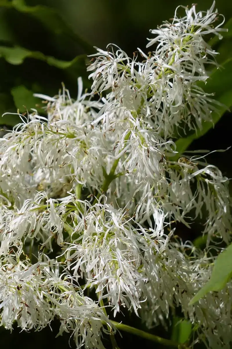 Árboles aptos para las abejas: nuestro top 12 para el jardín