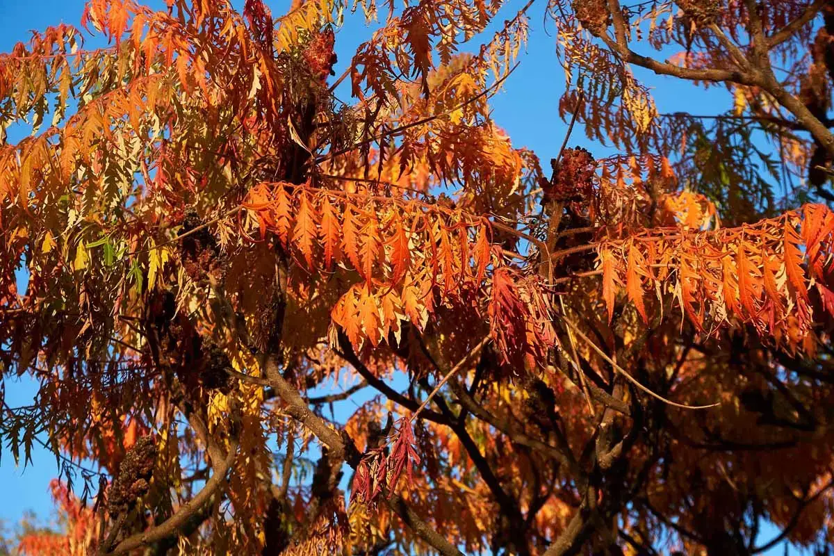 Árboles aptos para las abejas: nuestro top 12 para el jardín