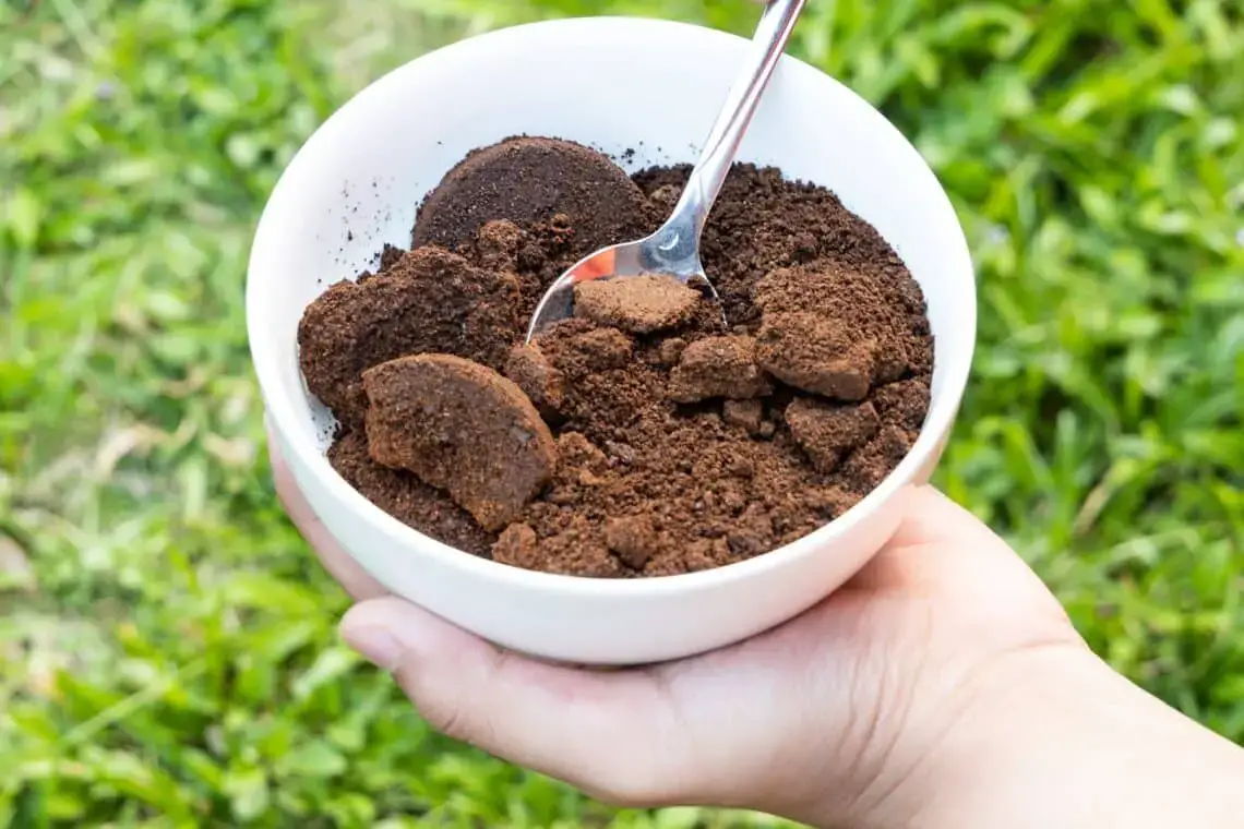 ¿Los posos de café actúan como fertilizante para las rosas?