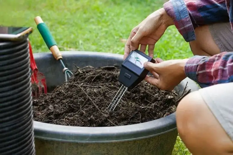 ¿Los posos de café actúan como fertilizante para las rosas?