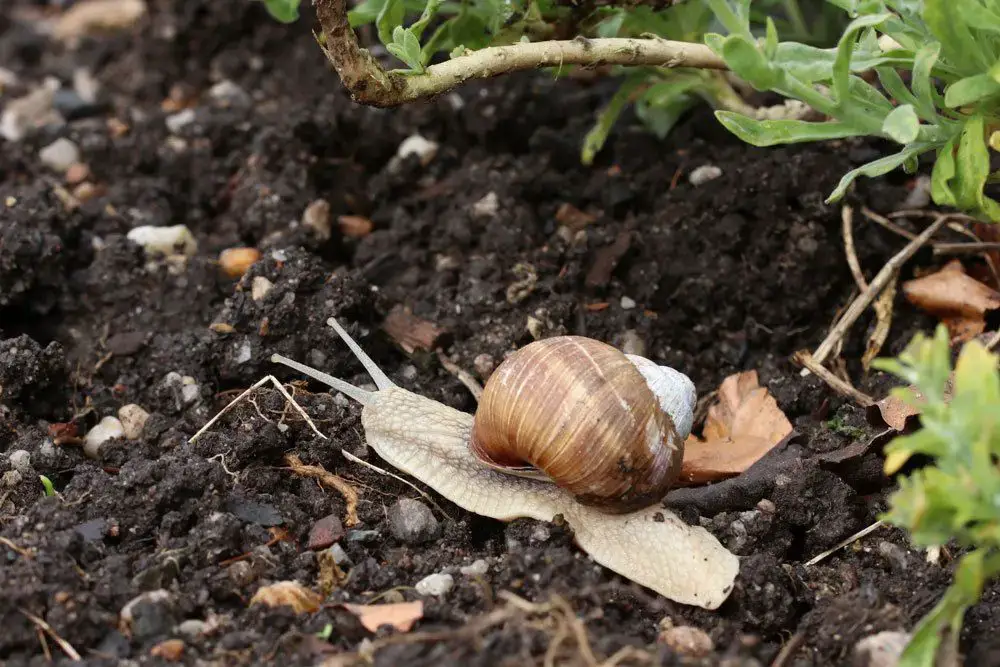 Desechar el aserrín: 6 usos en el jardín