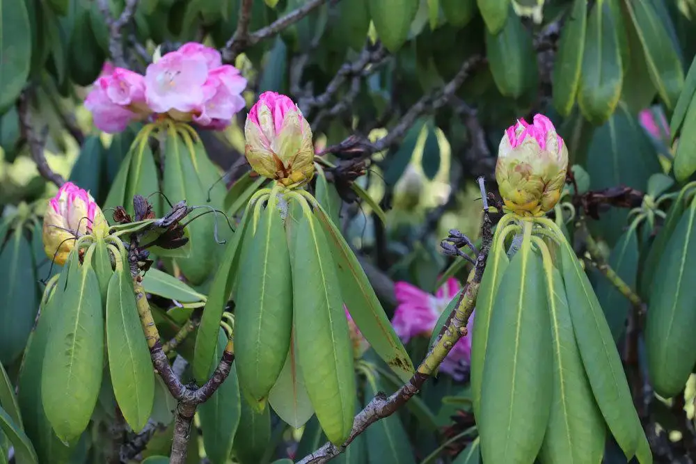 El rododendro tiene hojas amarillas – ayuda rápida