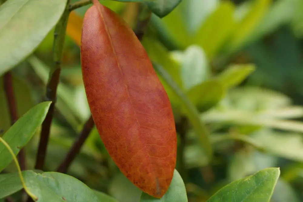 El rododendro tiene hojas amarillas – ayuda rápida