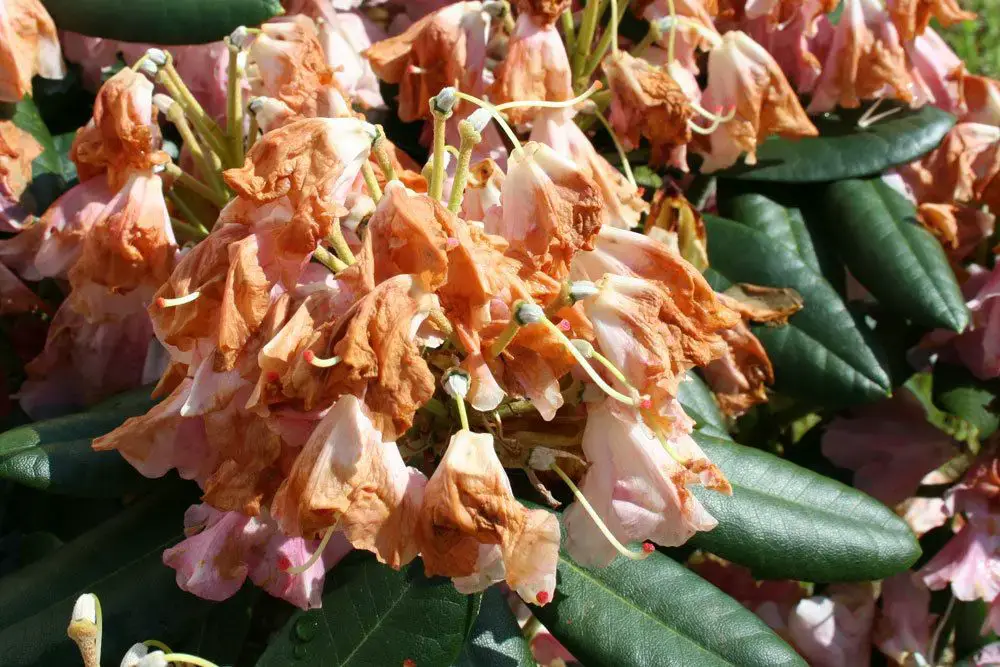 El rododendro tiene hojas amarillas – ayuda rápida