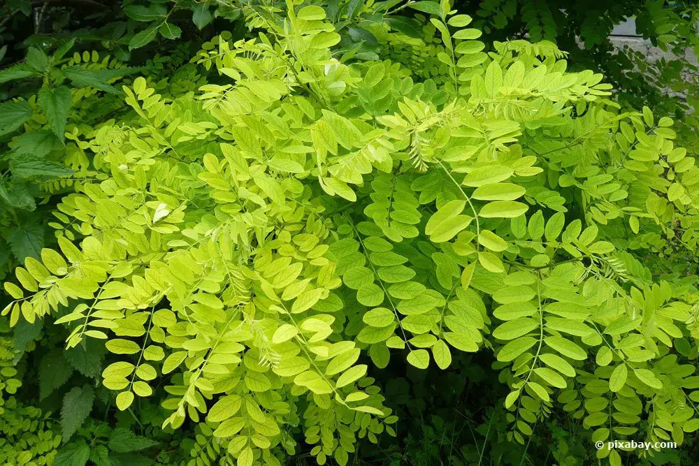 Distinguir entre acacia y acacia: 5 diferencias explicadas