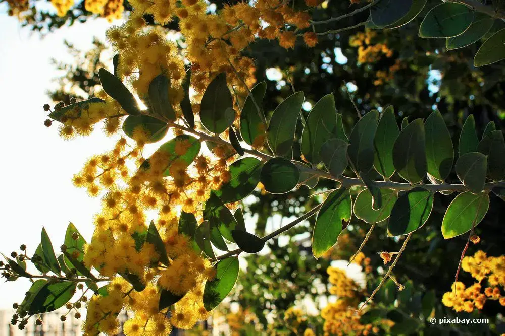 Distinguir entre acacia y acacia: 5 diferencias explicadas