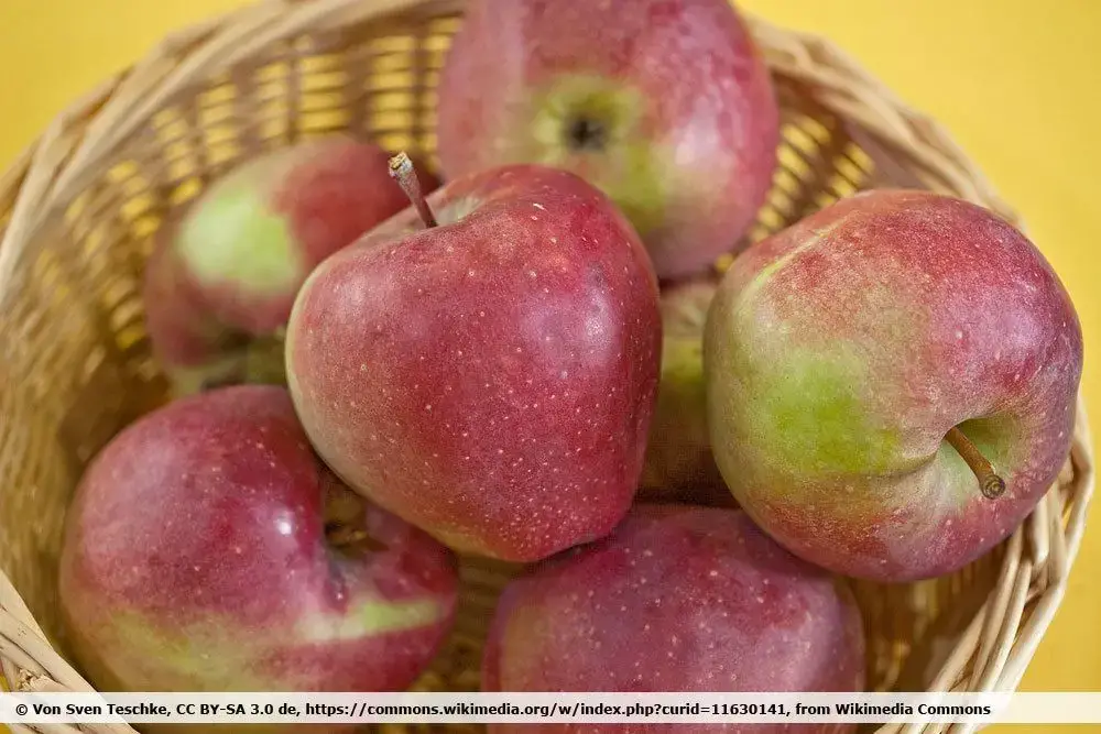 10 variedades de manzanas ácidas | Manzanas con mucho ácido