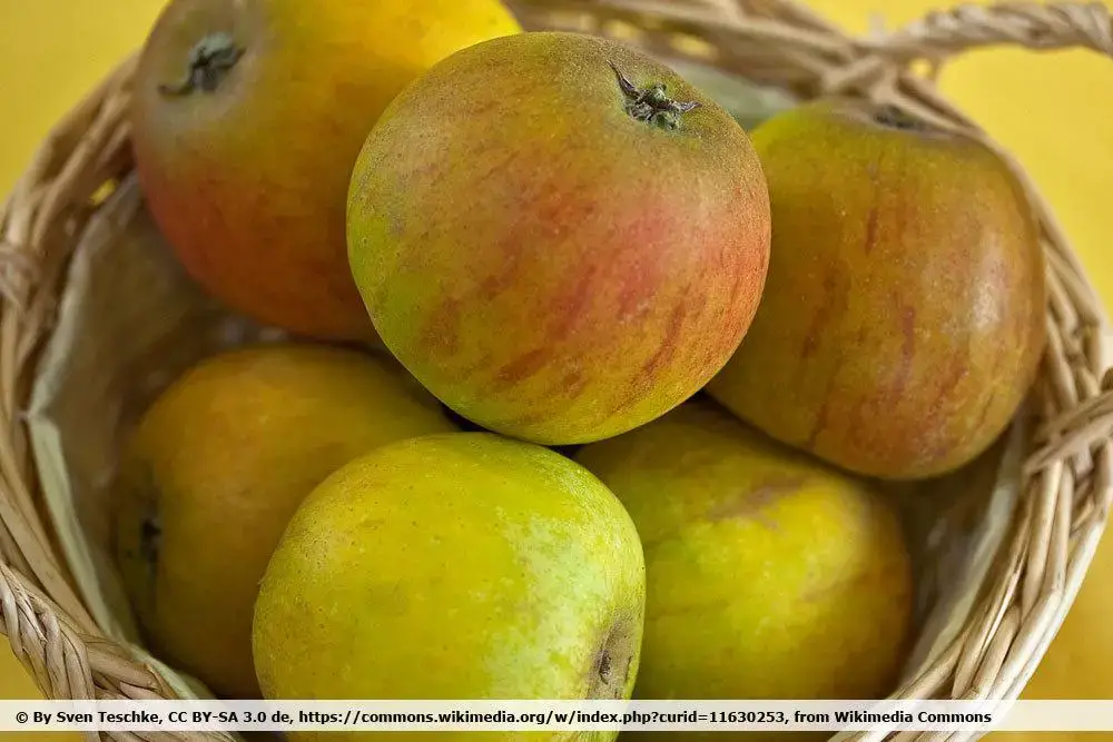 10 variedades de manzanas ácidas | Manzanas con mucho ácido
