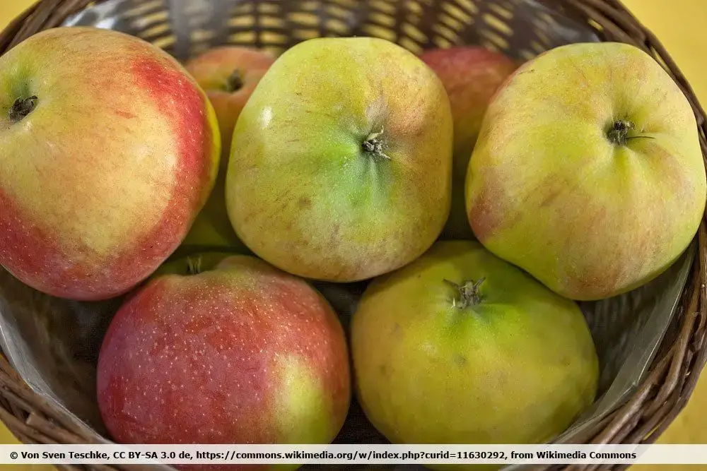 10 variedades de manzanas ácidas | Manzanas con mucho ácido