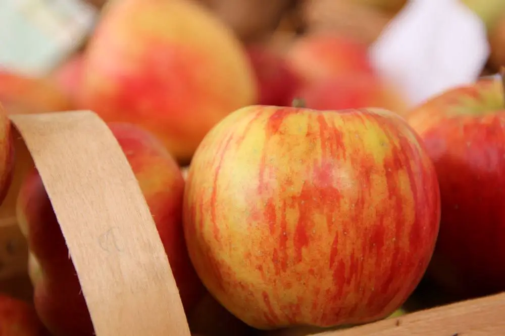 10 variedades de manzanas ácidas | Manzanas con mucho ácido