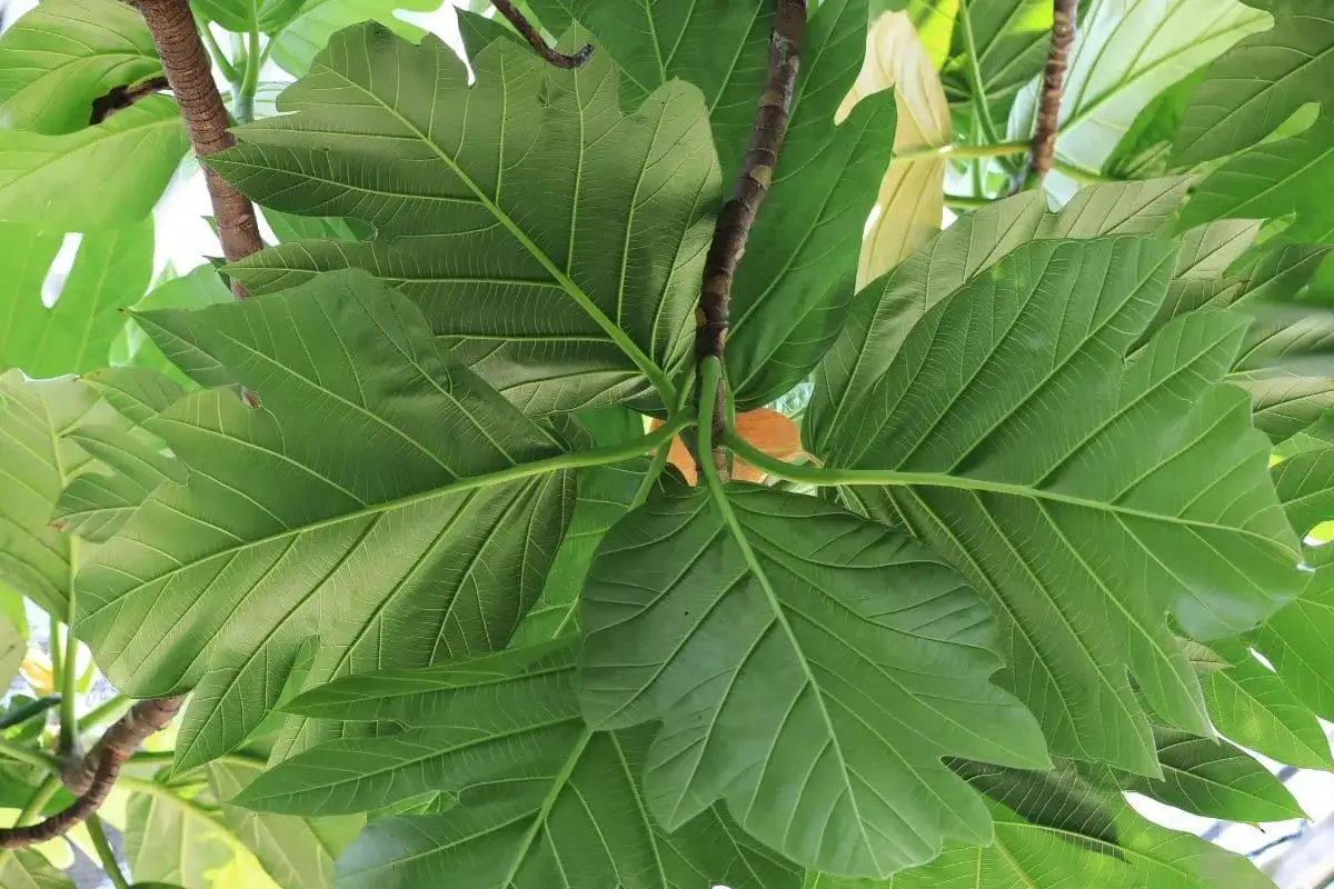 Árbol con hojas grandes: lista de 20 especies.