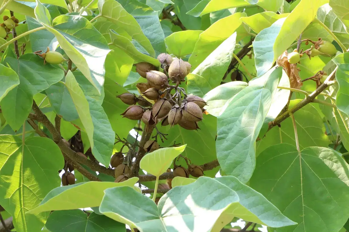 Árbol con hojas grandes: lista de 20 especies.