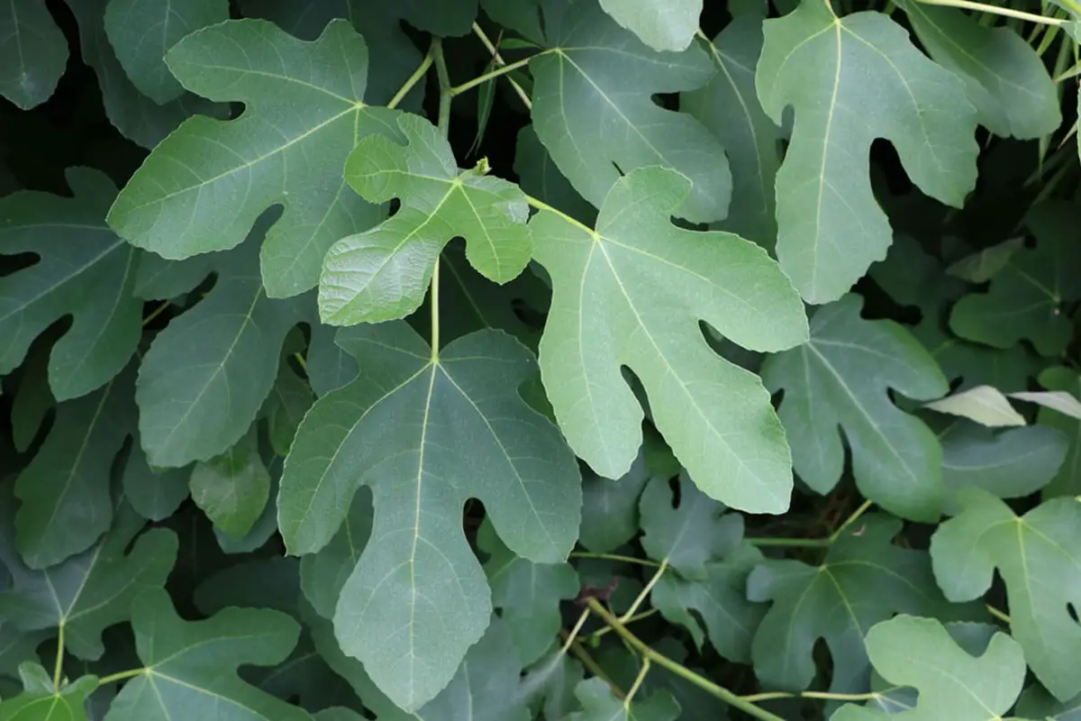 Árbol con hojas grandes: lista de 20 especies.