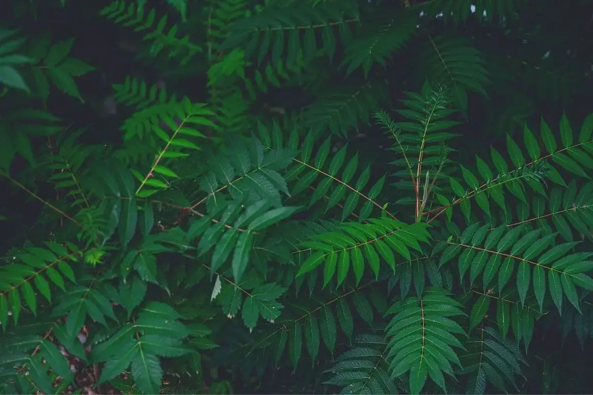 Árbol con hojas grandes: lista de 20 especies.