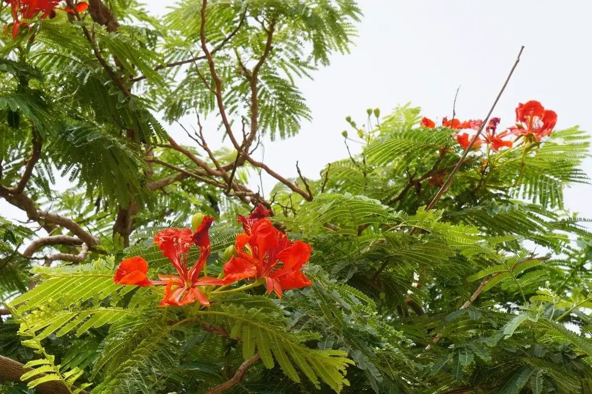 Árbol con hojas grandes: lista de 20 especies.