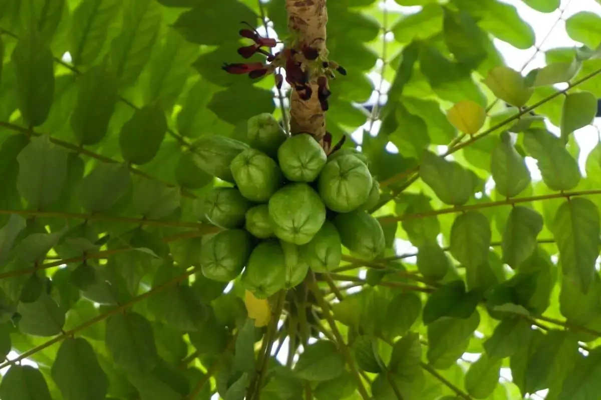 Árbol con hojas grandes: lista de 20 especies.