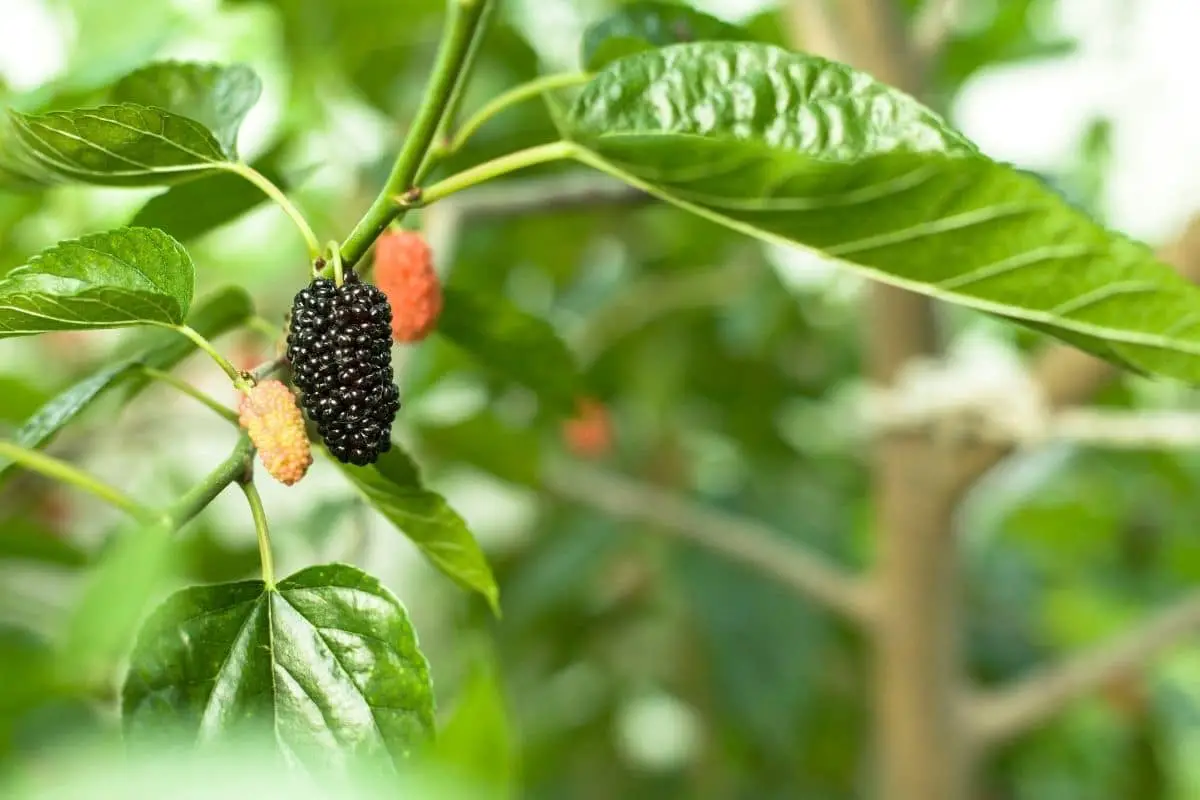 Árbol con hojas grandes: lista de 20 especies.