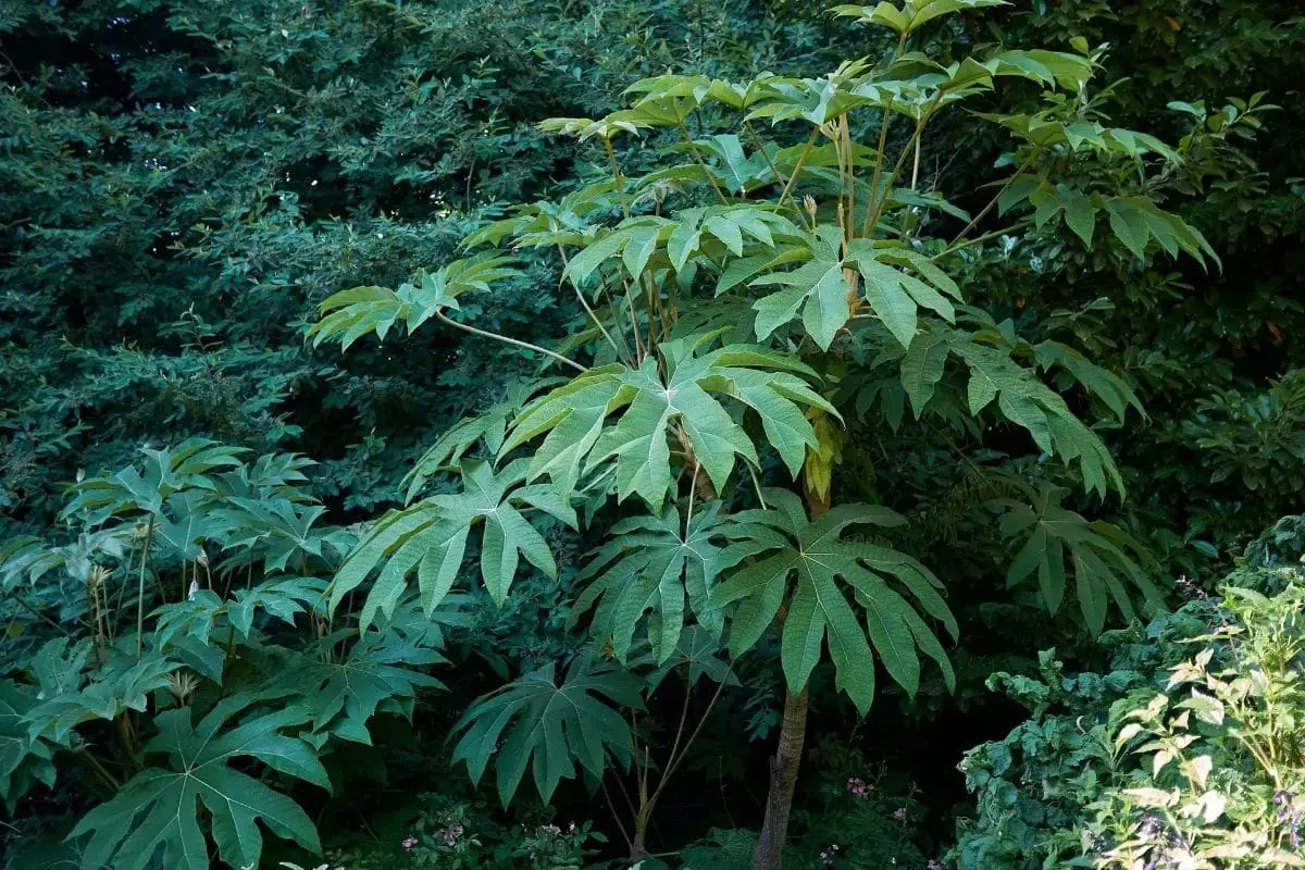 Árbol con hojas grandes: lista de 20 especies.