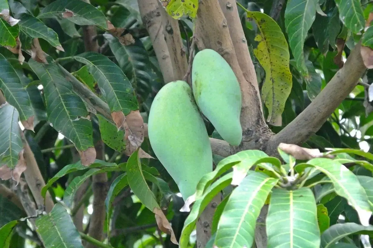 Árbol con hojas grandes: lista de 20 especies.