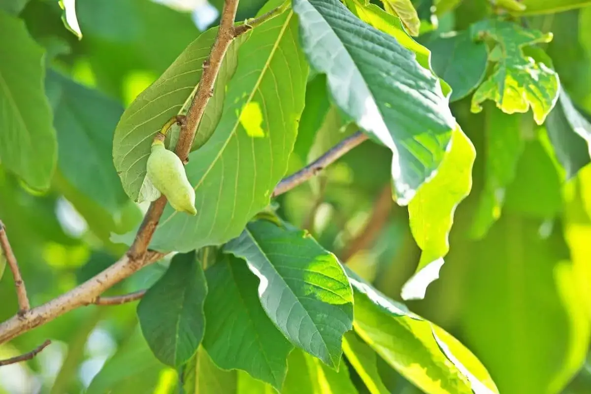 Árbol con hojas grandes: lista de 20 especies.