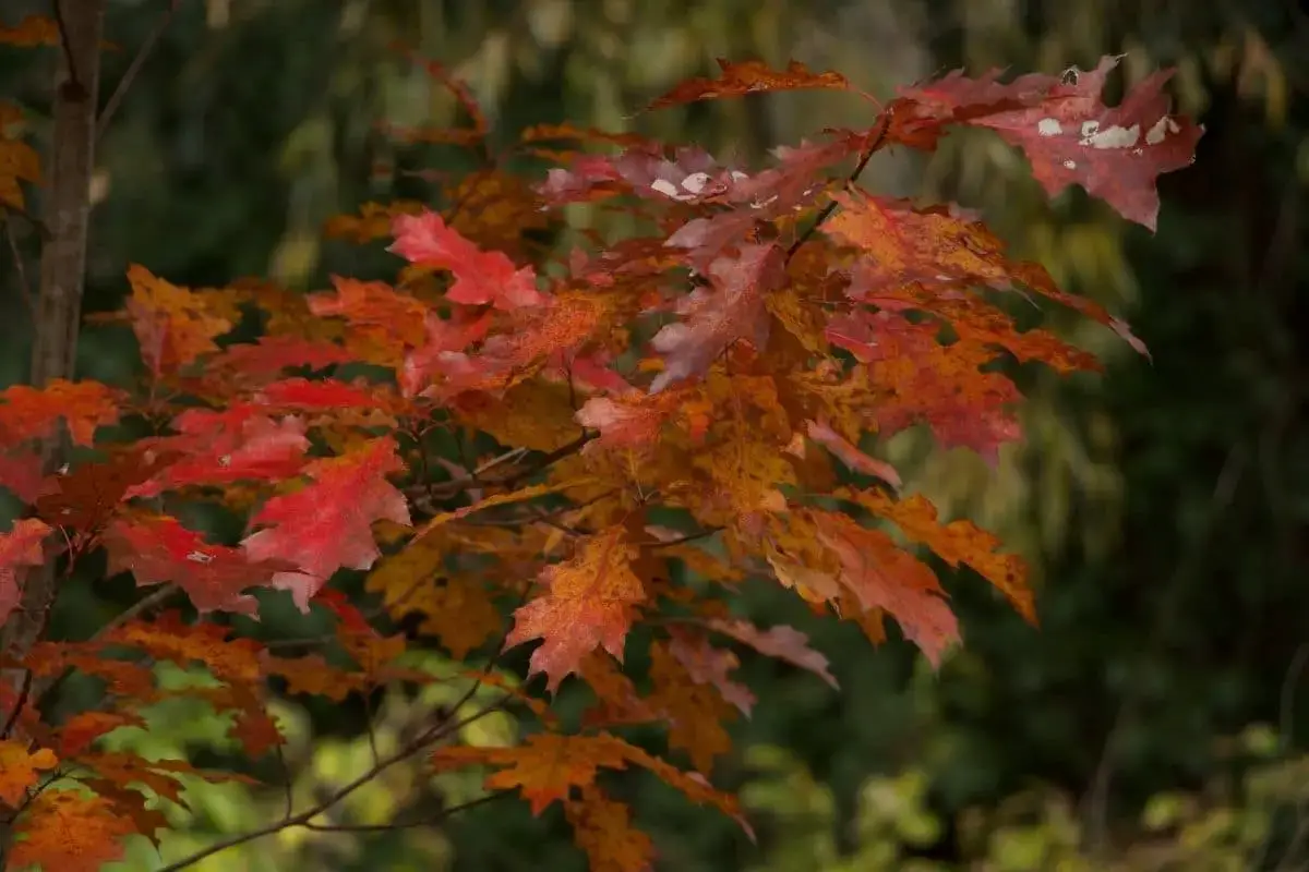 Árbol con hojas grandes: lista de 20 especies.