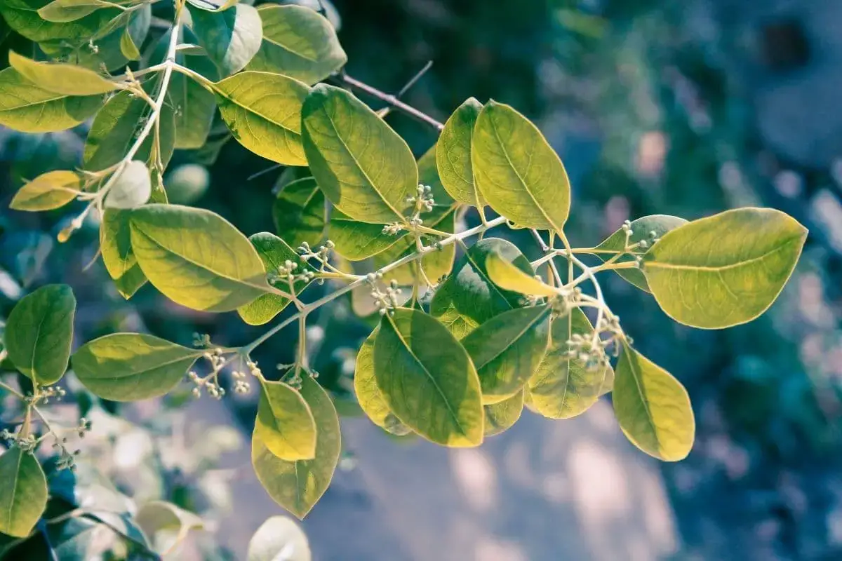 Árbol con hojas grandes: lista de 20 especies.