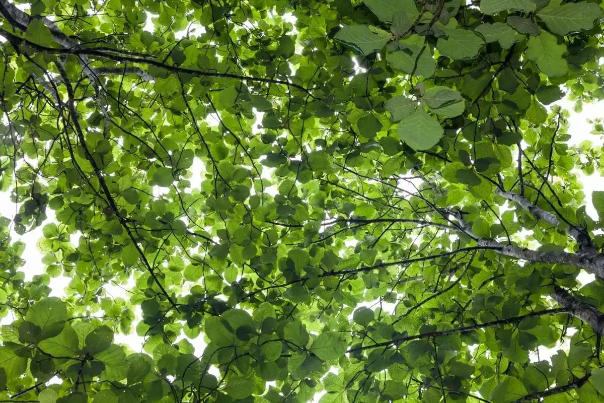 Árbol con hojas grandes: lista de 20 especies.