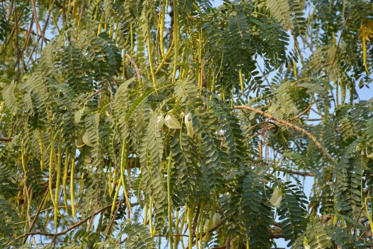 Árbol con hojas grandes: lista de 20 especies.