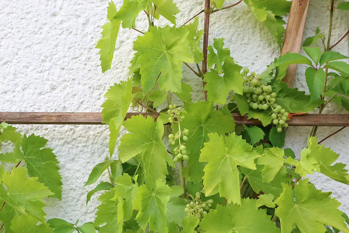 Árbol con hojas grandes: lista de 20 especies.