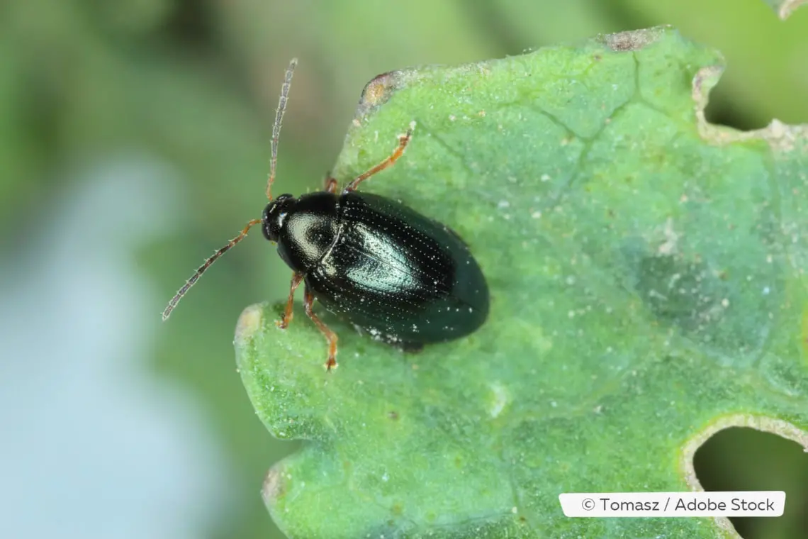 Pequeños insectos saltadores: así es el escarabajo