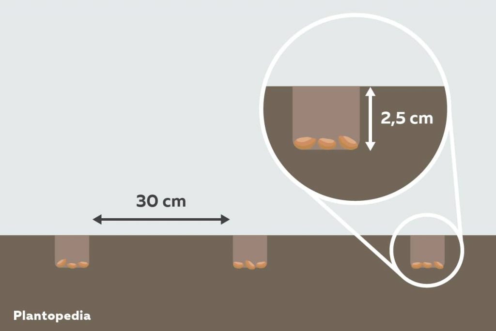 Plantar huesos de cerezo: así se cultiva un árbol
