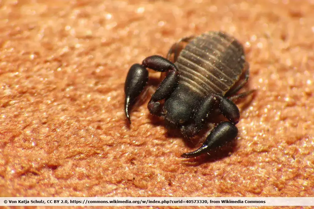 ¿Existen animales parecidos a las garrapatas: escarabajos o insectos? | reconocer garrapatas