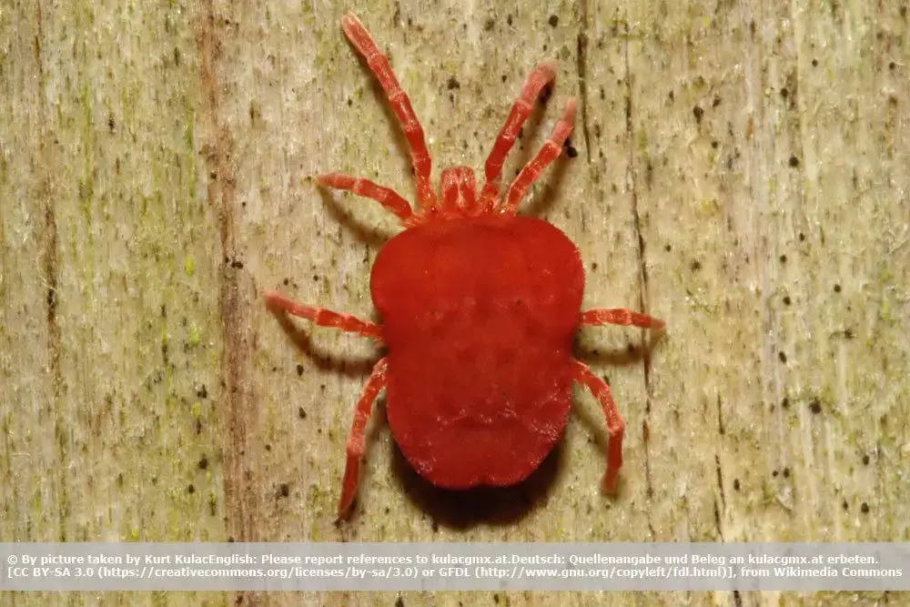 ¿Existen animales parecidos a las garrapatas: escarabajos o insectos? | reconocer garrapatas