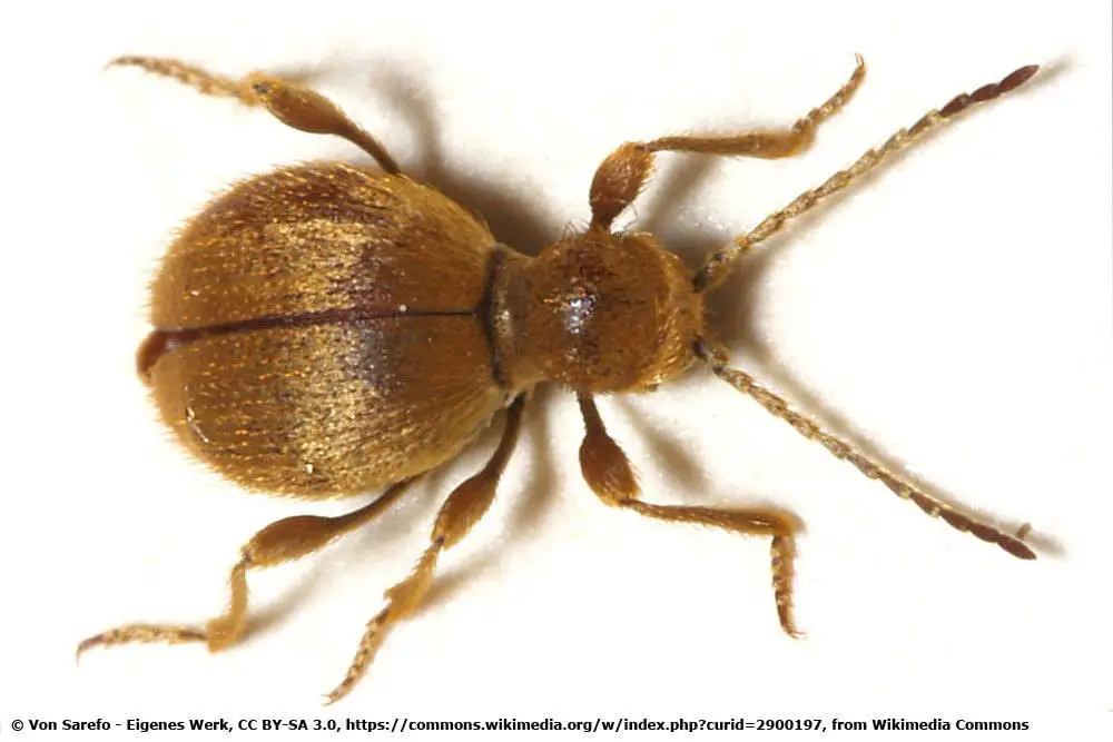 ¿Existen animales parecidos a las garrapatas: escarabajos o insectos? | reconocer garrapatas