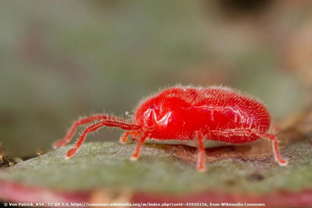 ¿Existen animales parecidos a las garrapatas: escarabajos o insectos? | reconocer garrapatas