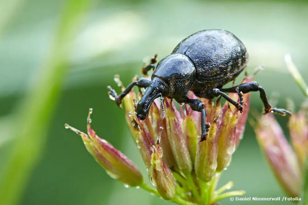 ¿Existen animales parecidos a las garrapatas: escarabajos o insectos? | reconocer garrapatas