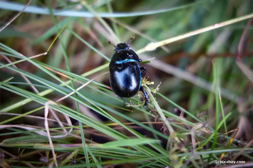 ¿Existen animales parecidos a las garrapatas: escarabajos o insectos? | reconocer garrapatas