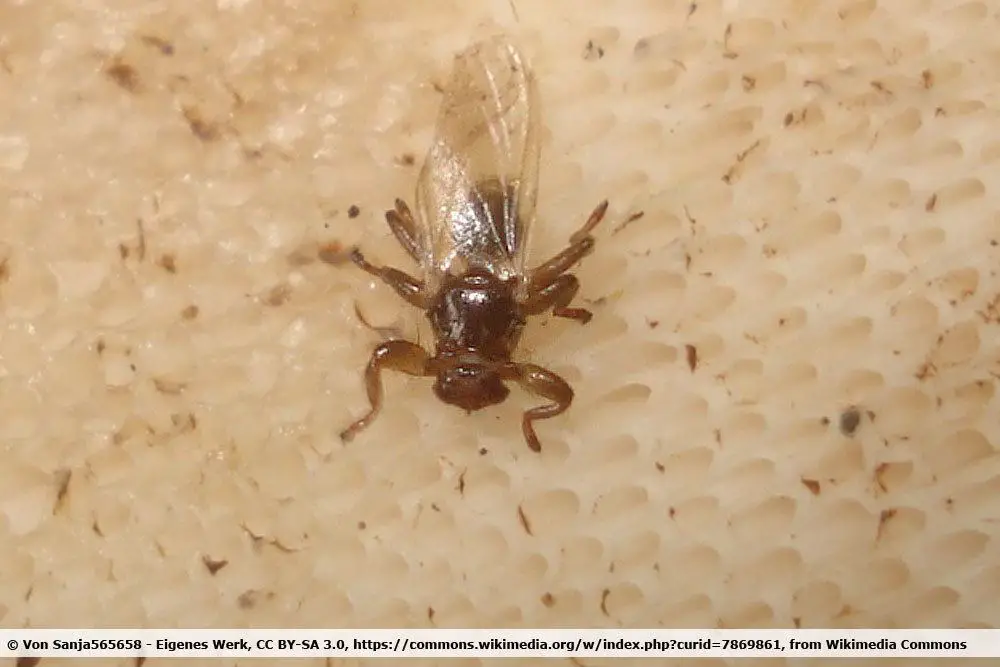 ¿Existen animales parecidos a las garrapatas: escarabajos o insectos? | reconocer garrapatas