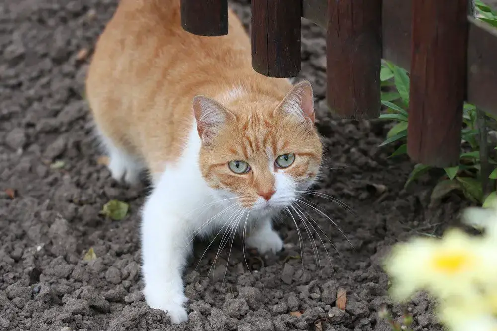 ¿El drago es venenoso para los gatos? Esto es importante tener en cuenta