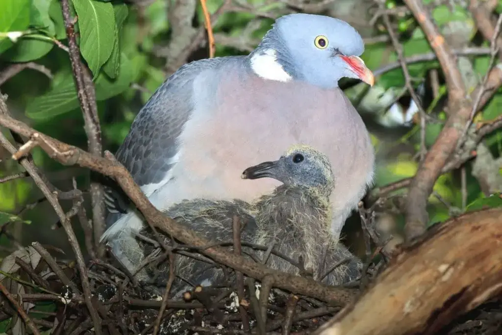 Temporada de cría de palomas: ¿cuánto tiempo y con qué frecuencia se reproducen?