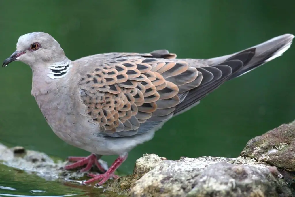 Temporada de cría de palomas: ¿cuánto tiempo y con qué frecuencia se reproducen?