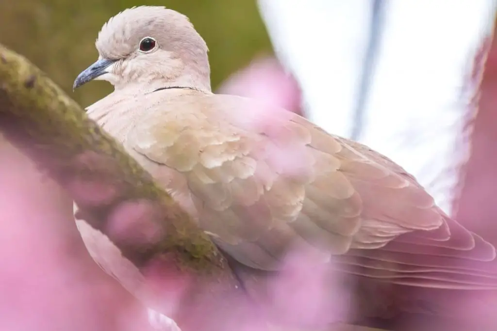 Temporada de cría de palomas: ¿cuánto tiempo y con qué frecuencia se reproducen?
