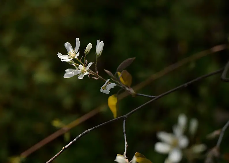 Los 9 árboles más bellos como proveedores de sombra natural