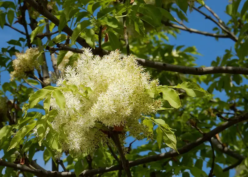 Los 9 árboles más bellos como proveedores de sombra natural