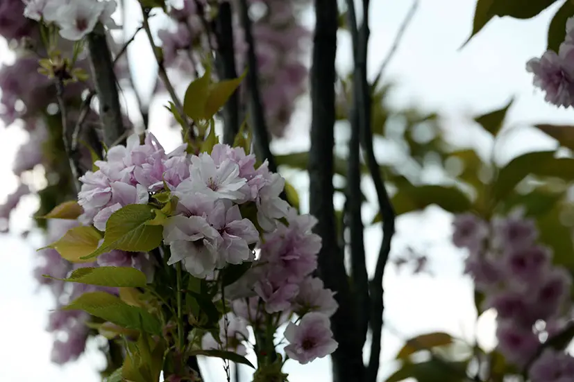 Los 9 árboles más bellos como proveedores de sombra natural