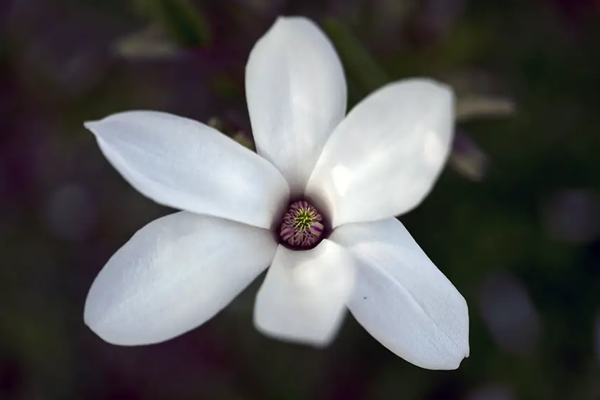Los 9 árboles más bellos como proveedores de sombra natural