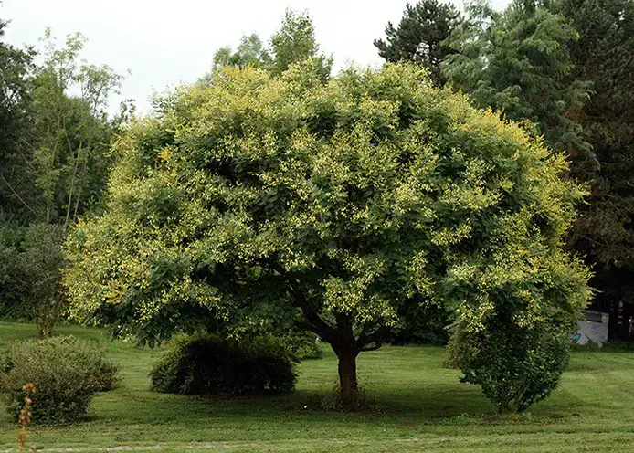 Los 9 árboles más bellos como proveedores de sombra natural