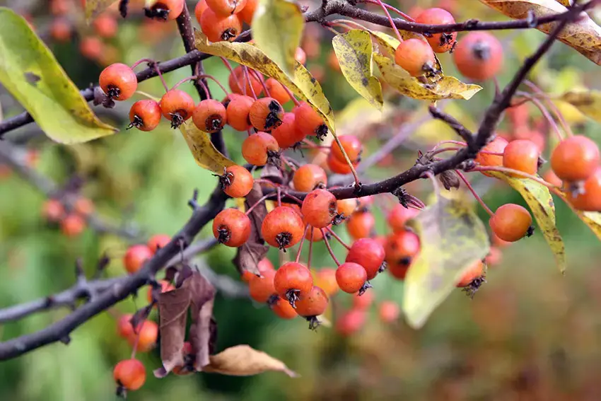 Los 9 árboles más bellos como proveedores de sombra natural